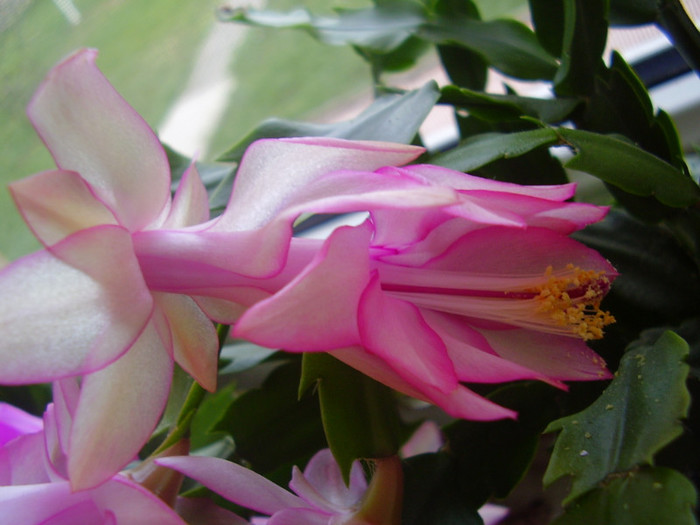 013 - SCHLUMBERGERA 2012