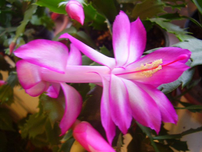 006 - SCHLUMBERGERA 2012