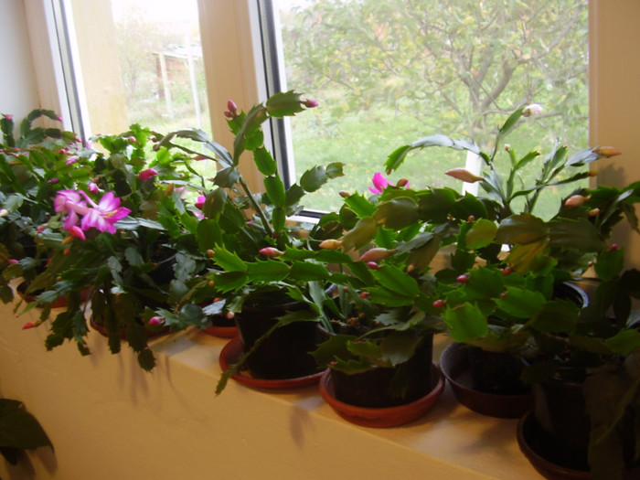 007 - SCHLUMBERGERA 2012