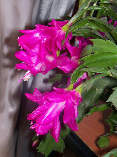 101_5952 - SCHLUMBERGERA TRUNCATA