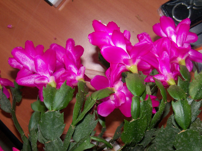 101_5950 - SCHLUMBERGERA TRUNCATA