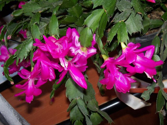 101_5951 - SCHLUMBERGERA TRUNCATA