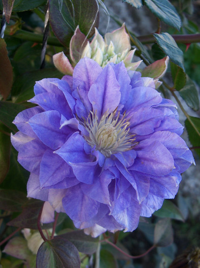 11.11.2012 - CLEMATIS 2012