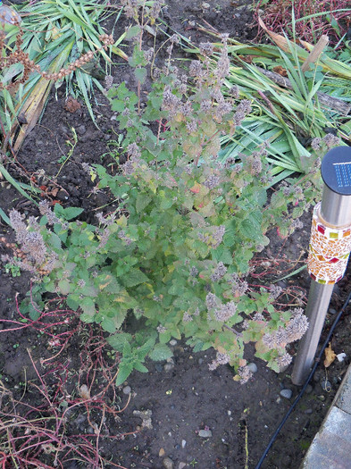 Melissa officinalis; perennial herb in the mint family Lamiaceae, native to southern Europe and the Mediterranean region.

It grows to 70–150 cm tall. The leaves have a gentle lemon scent, related to mint. During summer

