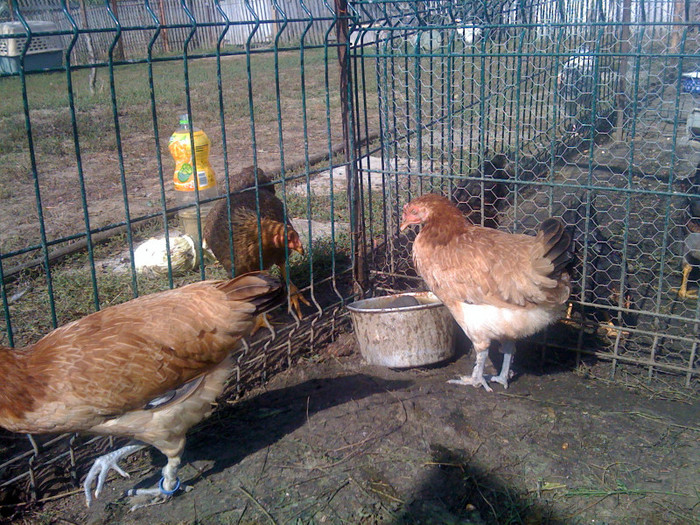 IMG_1055; wheaten marans
