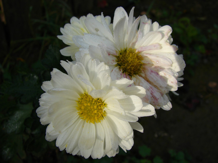 DSC01052 - Crizanteme si tufanele