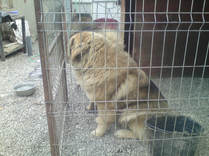 BORYSS 1,2 ANI