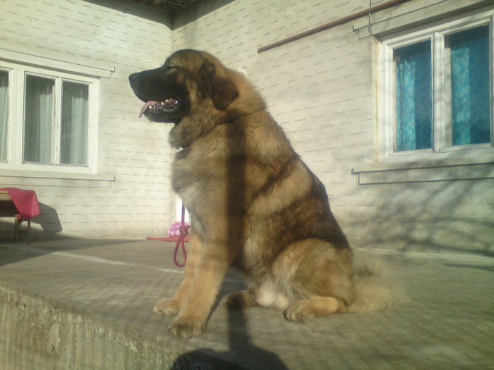 BORYSS 1,5 ANI