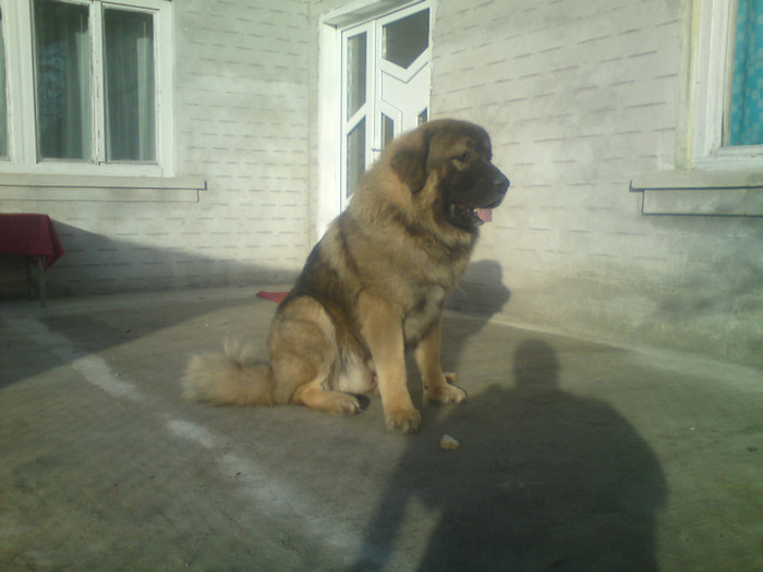 BORYSS 1,5 ANI