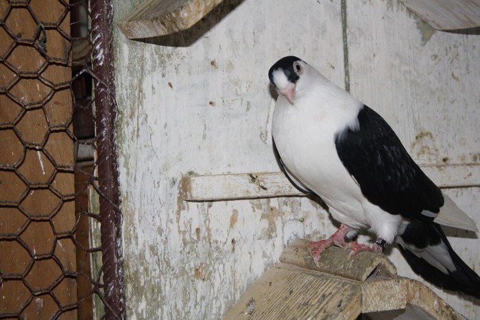 IMG_2516 - x amintiri GALATENI 2012