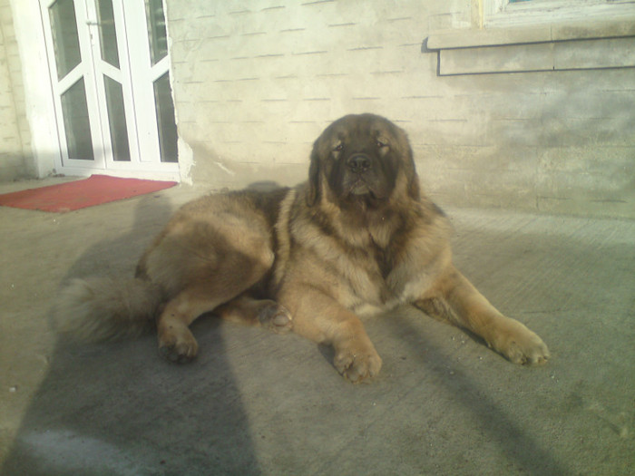 BORYSS 1,5 ANI