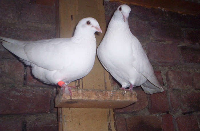 100_2567 ,pereche de 2010; vanduti
