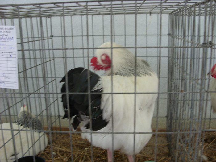 SN854573