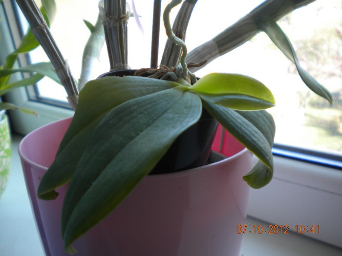 o noua frunzulita la tetrapsis - orhidee 2012