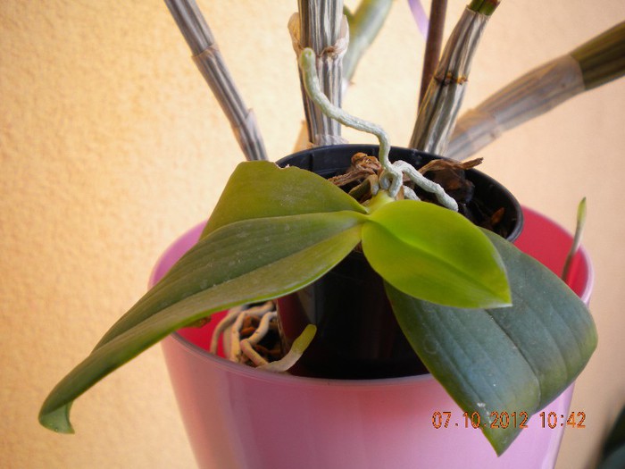  - orhidee 2012