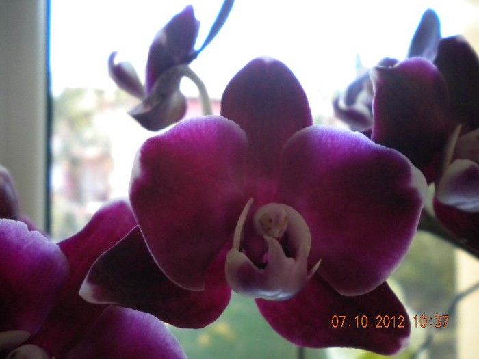  - orhidee 2012