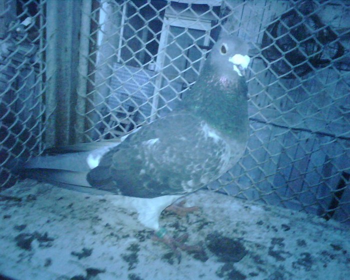 Ro - 01 - M; Craciunescu Adrian
