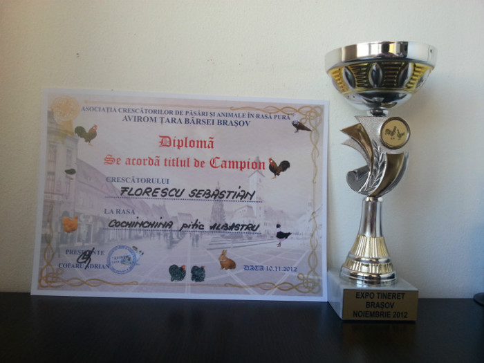Expo Tineret Brasov 2012-Campion - 2 Cupe si Diplome