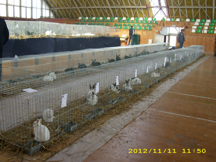 HDP_0087 - EXPOZITIE RECAS 9--11 N0IEMBRIE 2012 MEMORIAL HERTOG IACOB