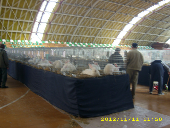 HDP_0088 - EXPOZITIE RECAS 9--11 N0IEMBRIE 2012 MEMORIAL HERTOG IACOB