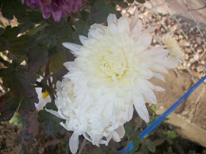 100_5008 - crizanteme 2012