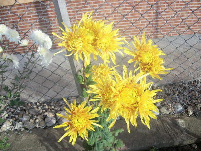 100_5009 - crizanteme 2012