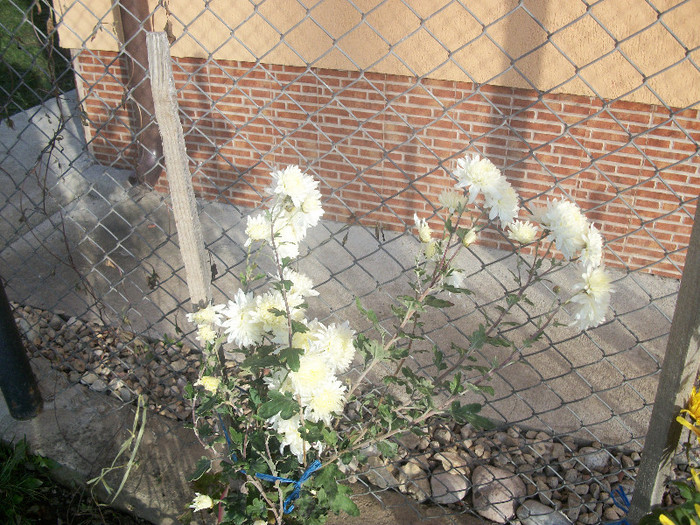 100_5010 - crizanteme 2012