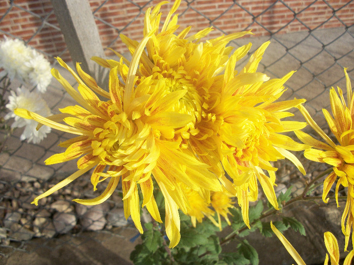 100_5011 - crizanteme 2012