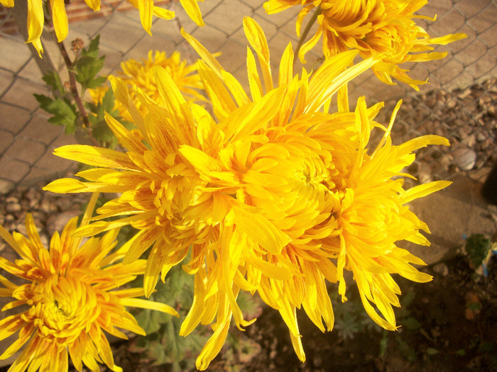 100_5012 - crizanteme 2012