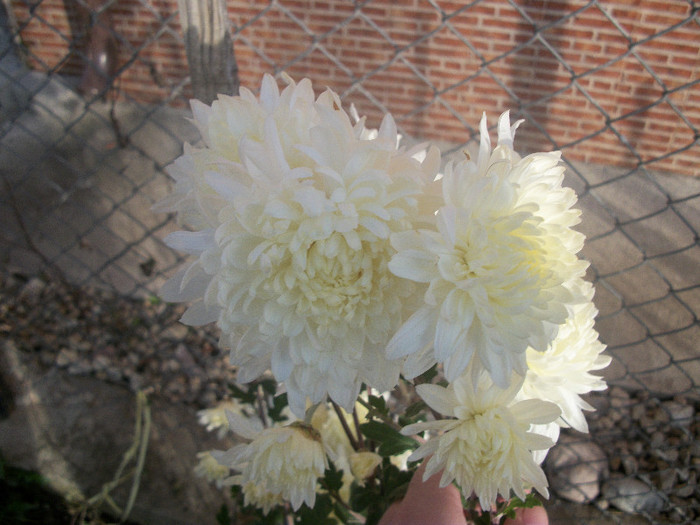 100_5013 - crizanteme 2012