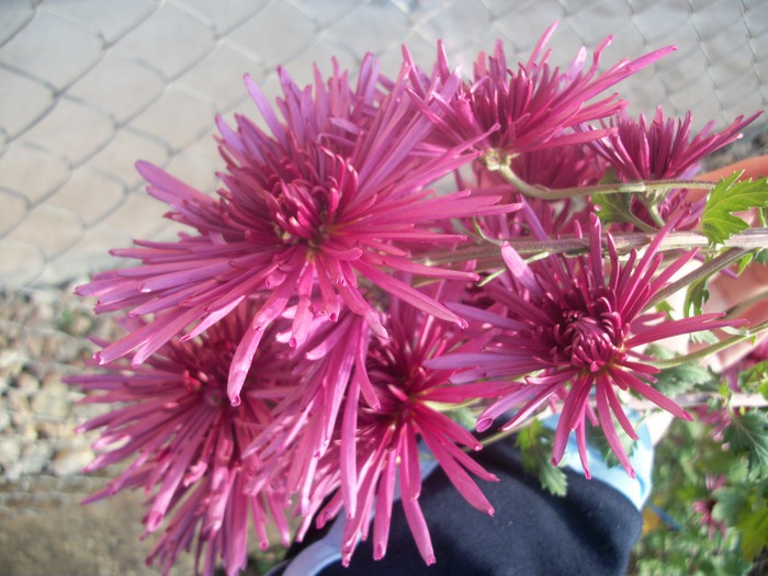 100_5019 - crizanteme 2012