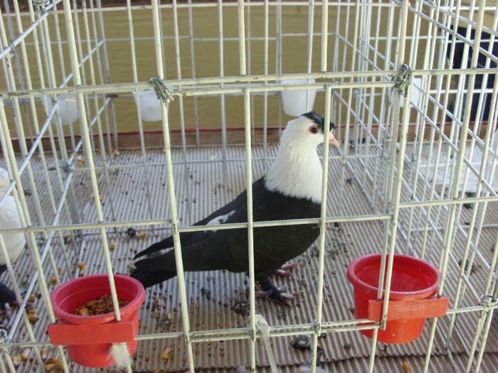 SN854604