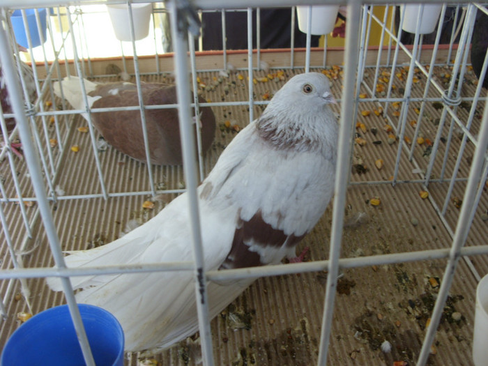 SN854614 - D_Expo Brasov tineret 9-11nov 2012