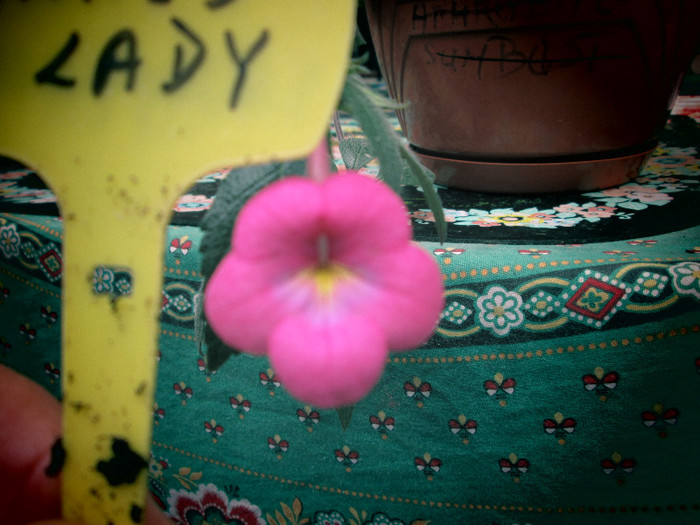 achi paited lady 2 - flori la inceput de noiembrie 2012