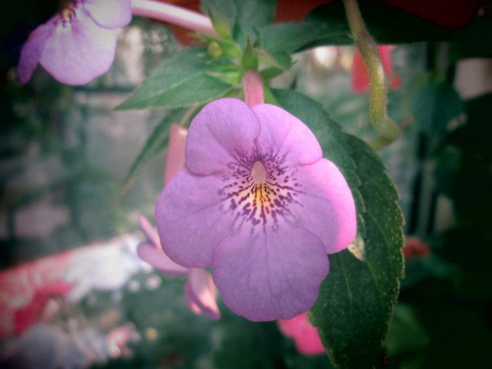 achimenes