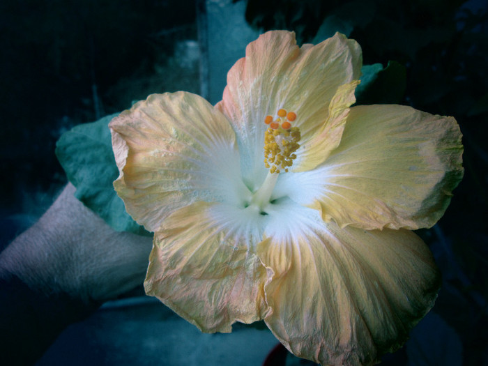 hibiscus - flori la inceput de noiembrie 2012