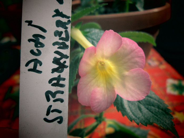 achi strawbery lemon 2 - flori la inceput de noiembrie 2012