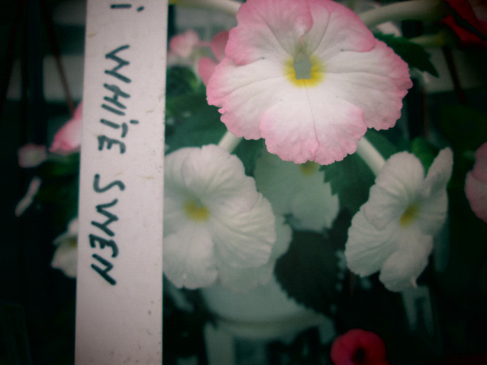 achi white swen - flori la inceput de noiembrie 2012