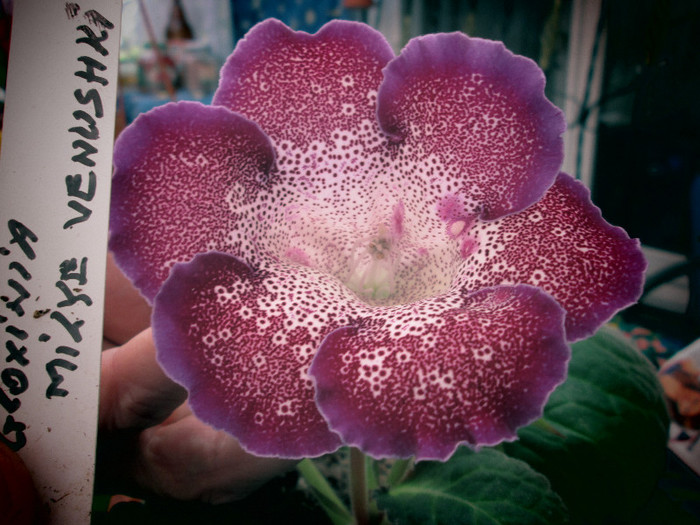 gloxinia - flori la inceput de noiembrie 2012