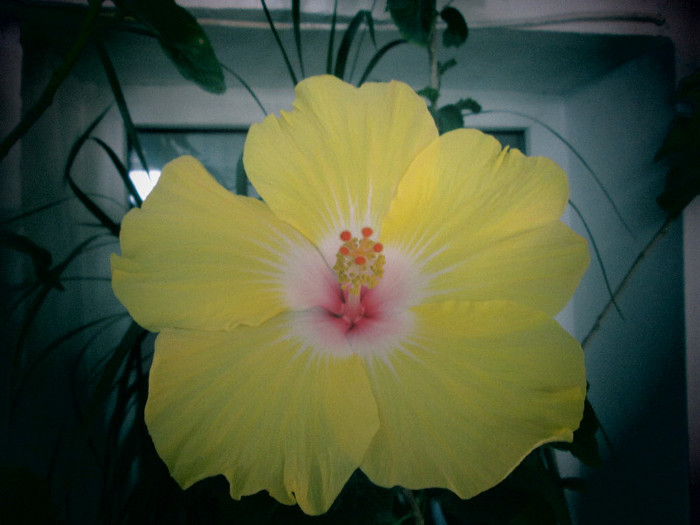 hibiscus