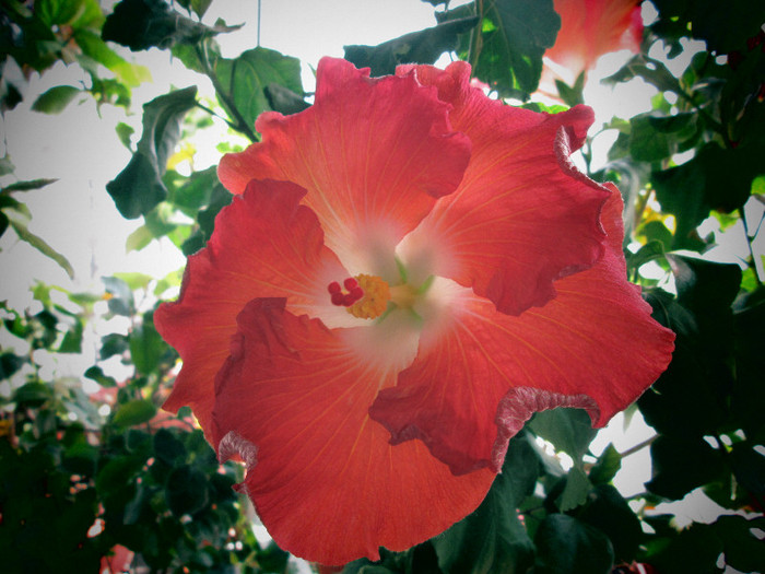 hibiscus - flori la inceput de noiembrie 2012