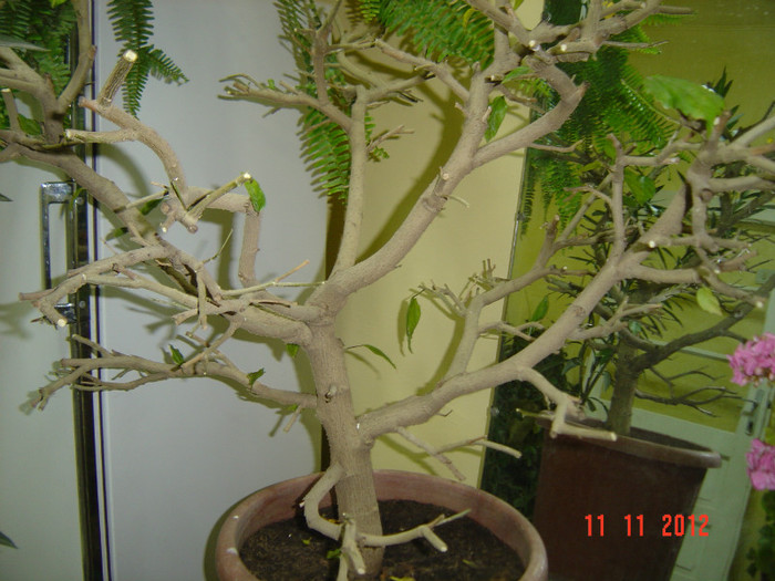 frezat din lipsa de spatiu - 09-2012-HIBISCUS