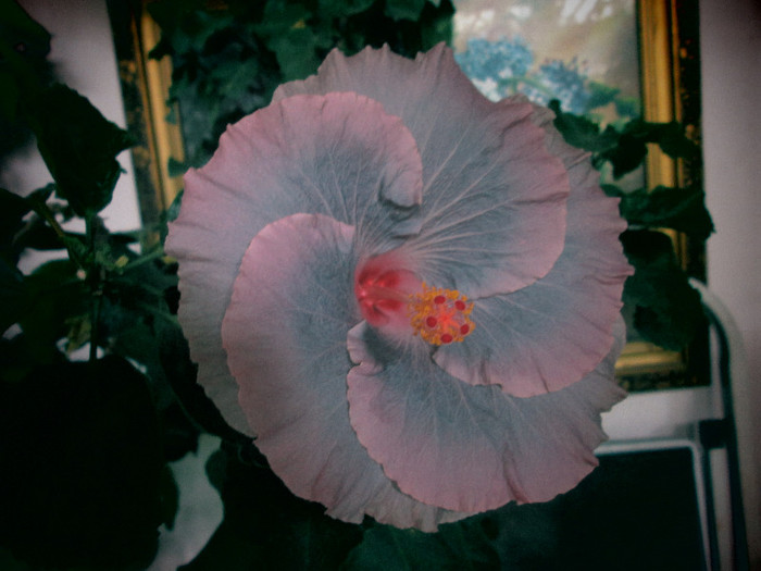 hibiscus