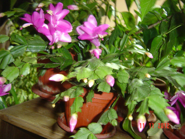 Picture 683 - 0-CRACIUNITE