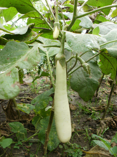PB019959 - Gradina de legume 2012