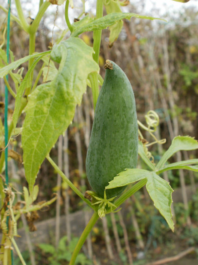 PB090141 - Gradina de legume 2012