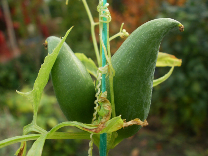 PB090148 - Gradina de legume 2012