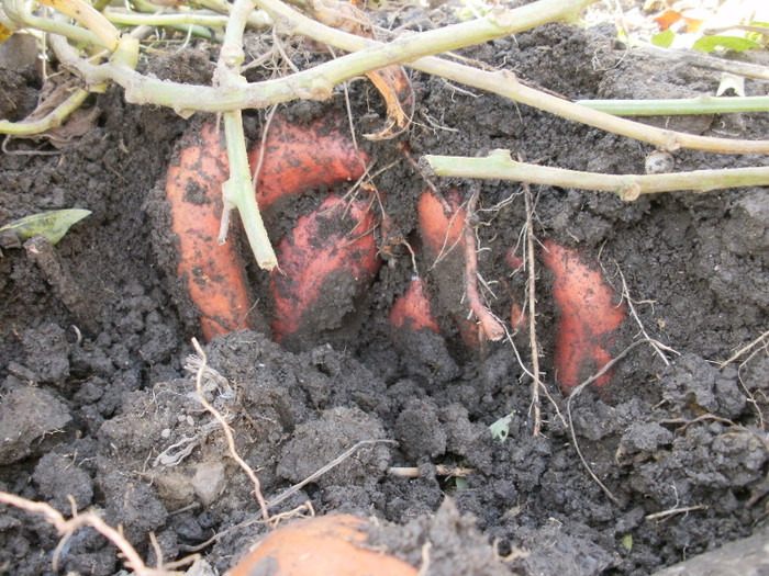 Sweet Potatoes - Gradina de legume 2012