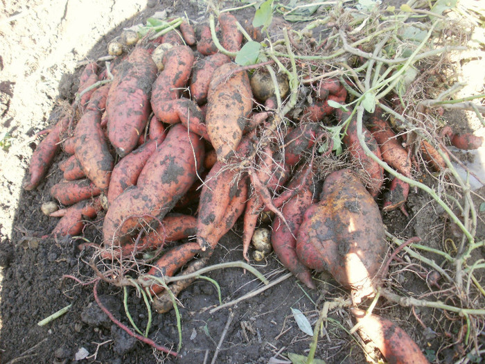 Sweet Potatoes - Gradina de legume 2012