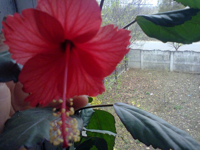 Surinam - Hibiscusi-2012